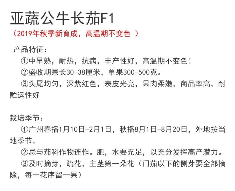 公牛长茄茄子种子，头尾均匀,深紫红色,表皮光亮1000粒
