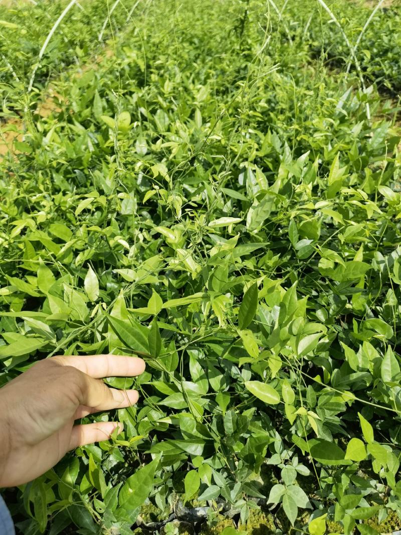 广西钦州市，小叶品种牛大力种苗，容易成活结薯率高