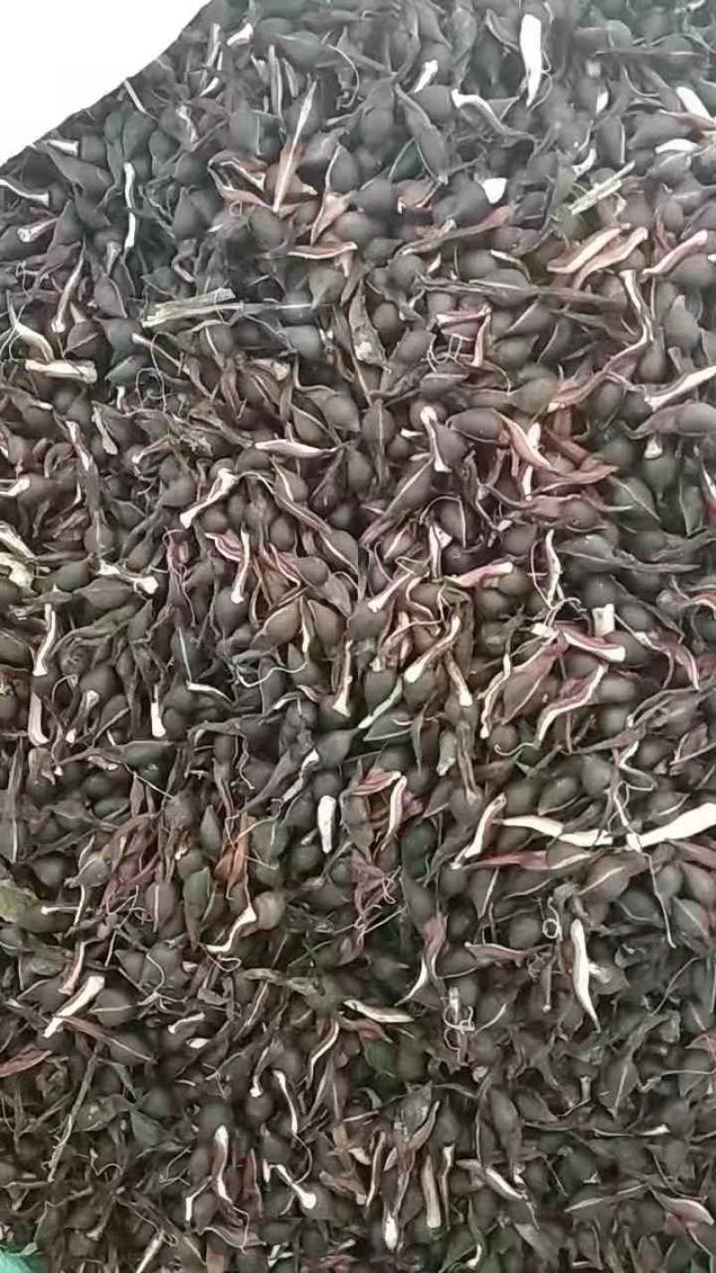 海南沉香种子，