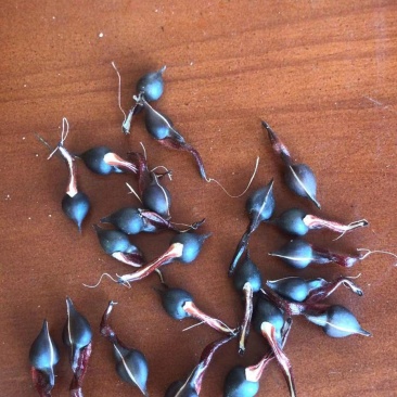 海南沉香种子，