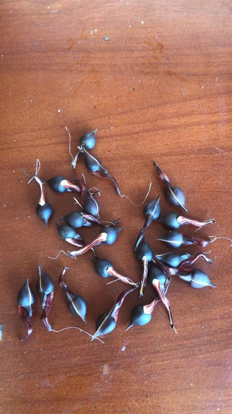 海南沉香种子，