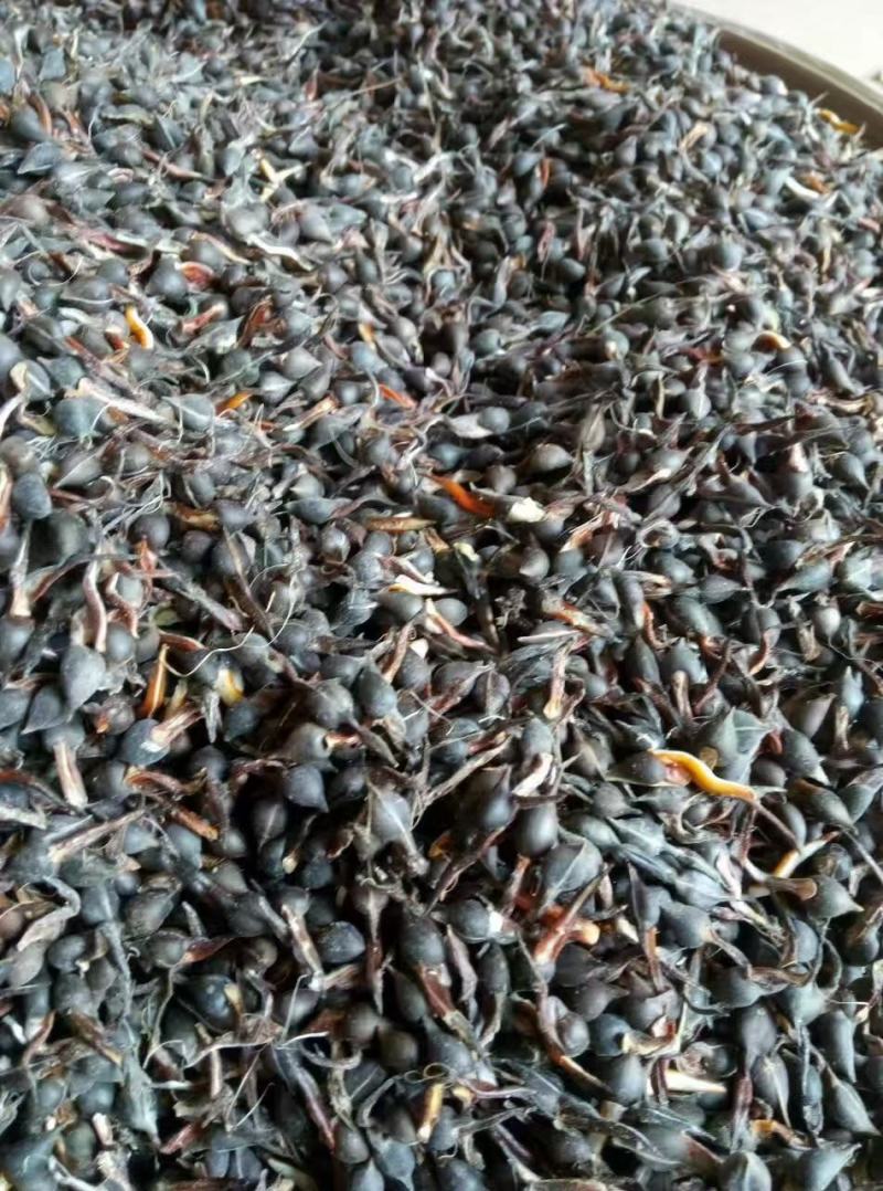 海南沉香种子，