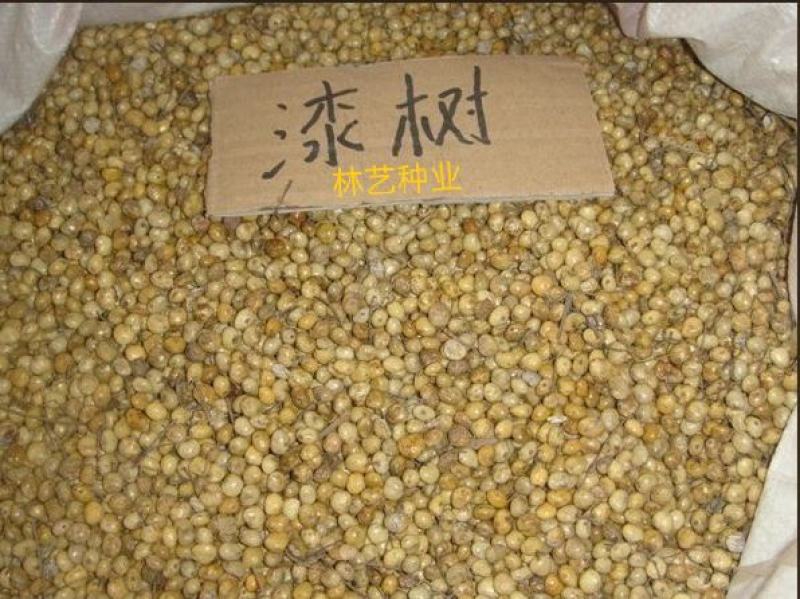 漆树籽