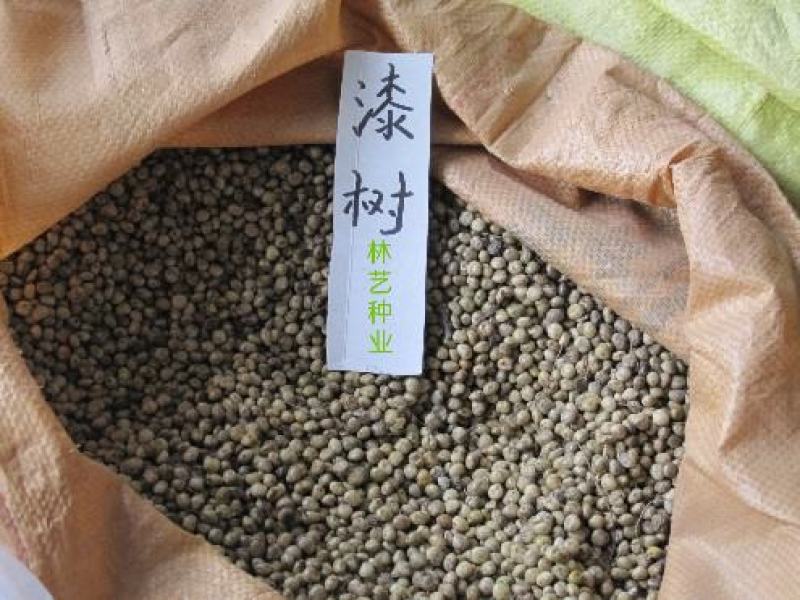 漆树籽