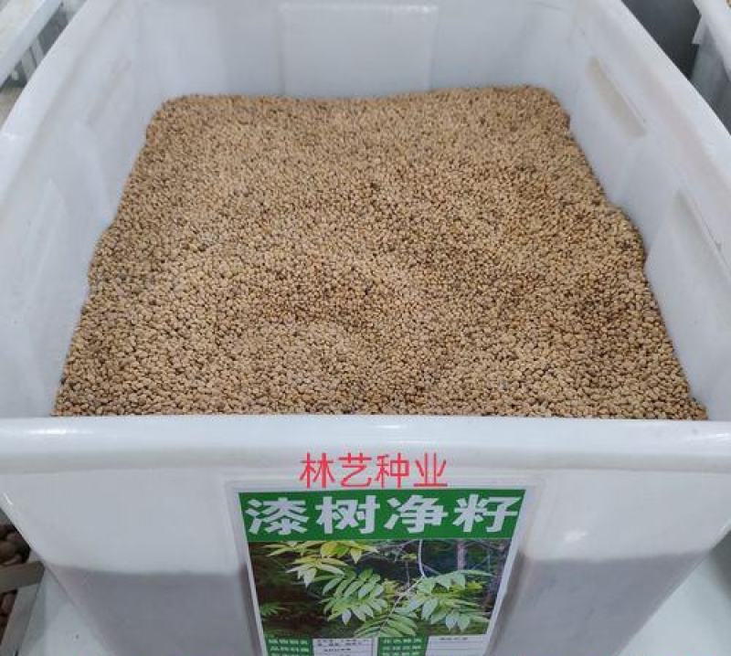 漆树籽