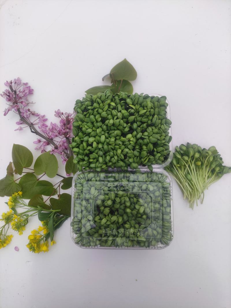 0添加天然井水黑豆苗芽苗菜
