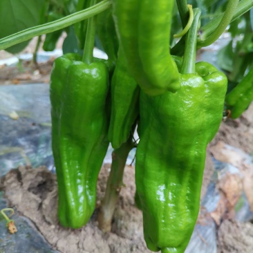 薄皮菜椒新苗货
