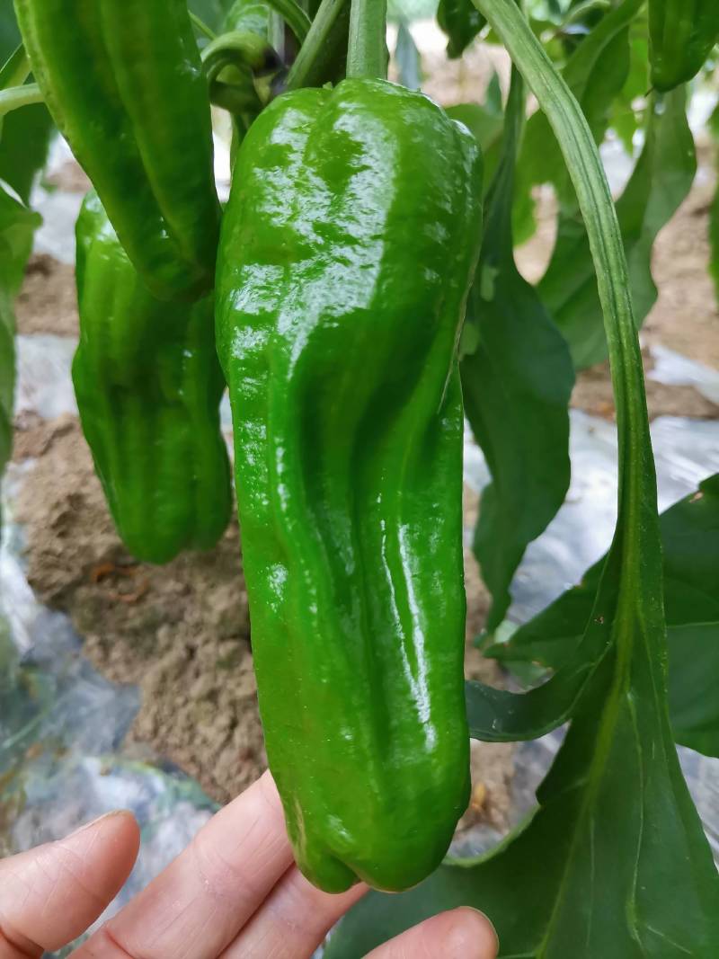 薄皮菜椒新苗货