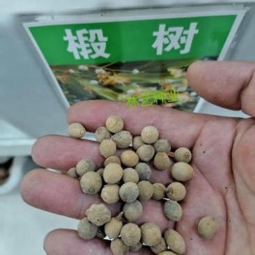 椴树种子紫椴种子火绳树家鹤儿金桐力树桐麻叶上果糠椴树