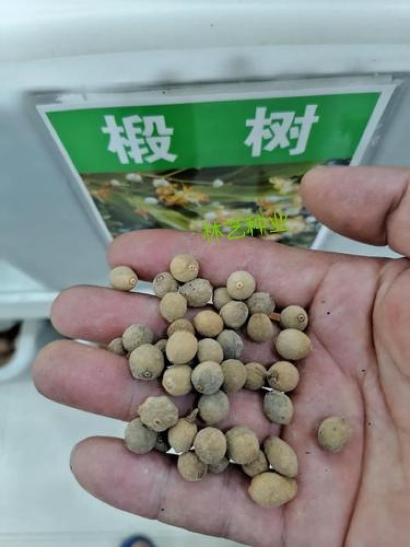 椴树种子紫椴种子火绳树家鹤儿金桐力树桐麻叶上果糠椴树