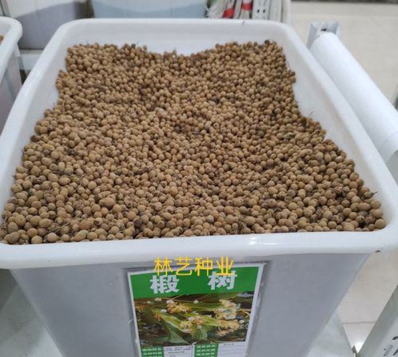 椴树种子紫椴种子火绳树家鹤儿金桐力树桐麻叶上果糠椴树