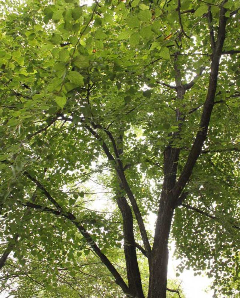 椴树种子紫椴种子火绳树家鹤儿金桐力树桐麻叶上果糠椴树