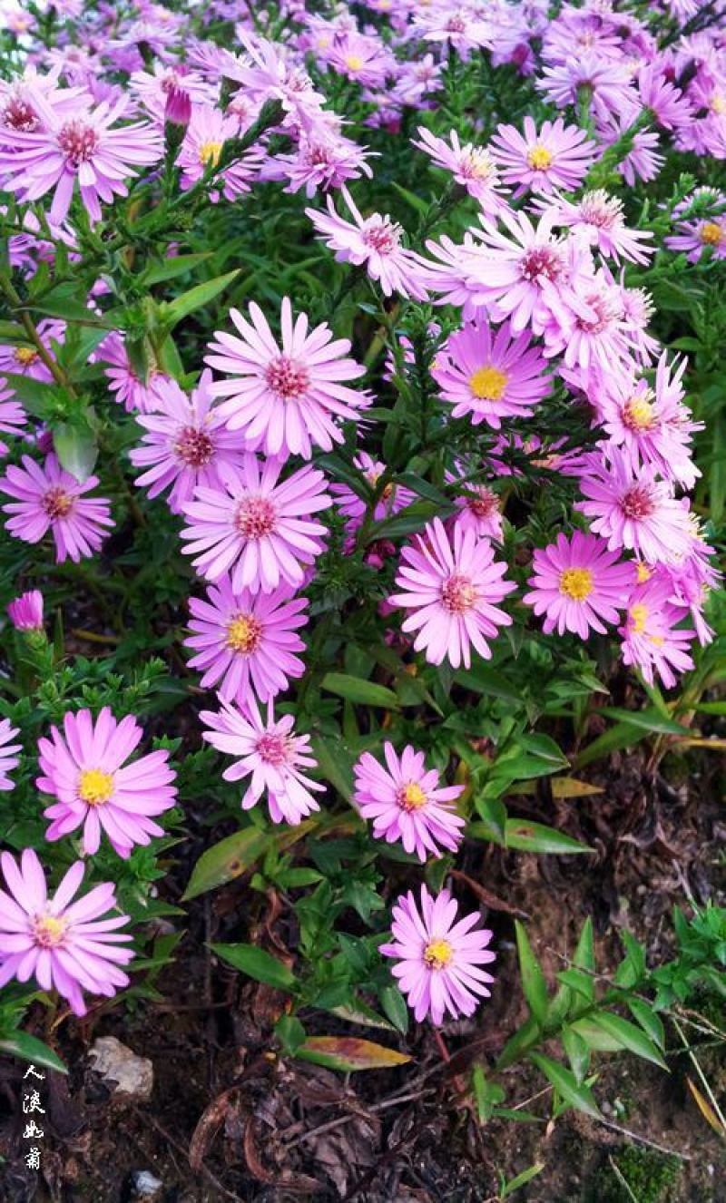 荷兰菊花种子春秋四季开花多年生耐寒花籽室内阳台盆栽花种孑
