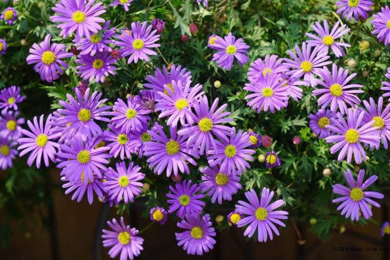 荷兰菊花种子春秋四季开花多年生耐寒花籽室内阳台盆栽花种孑