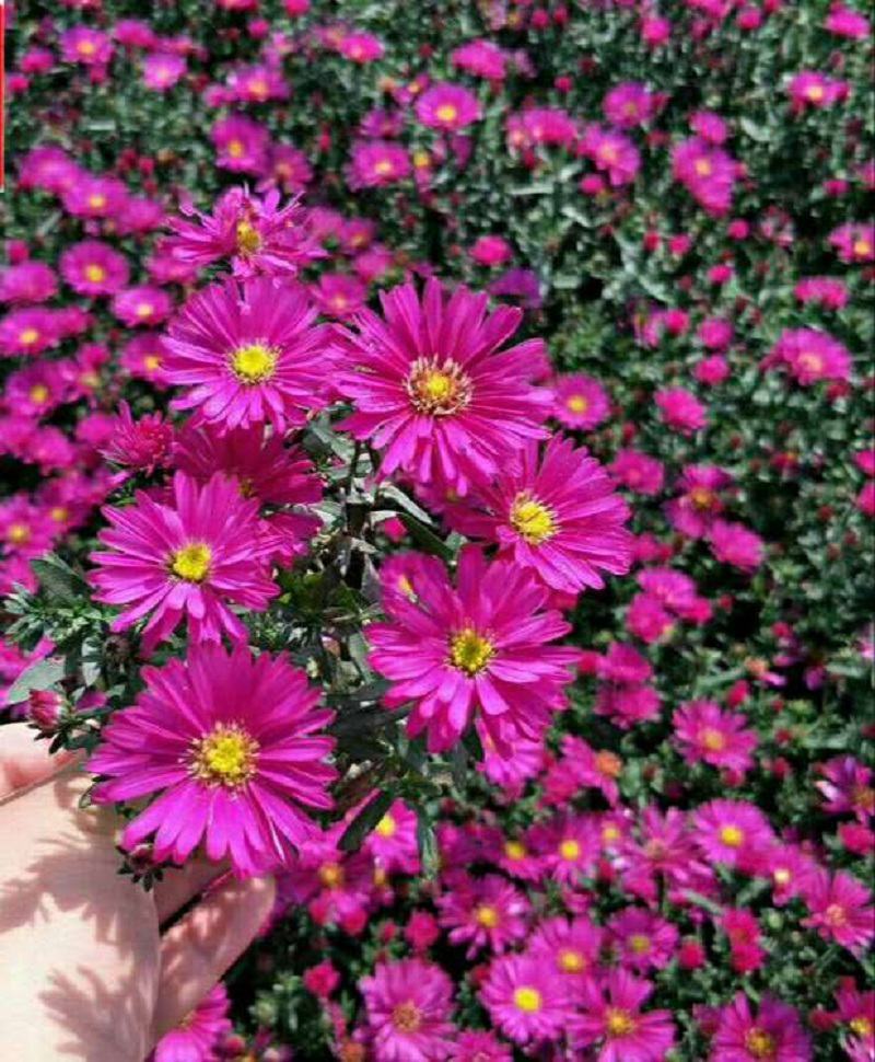 荷兰菊花种子春秋四季开花多年生耐寒花籽室内阳台盆栽花种孑