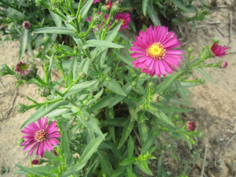 荷兰菊花种子春秋四季开花多年生耐寒花籽室内阳台盆栽花种孑