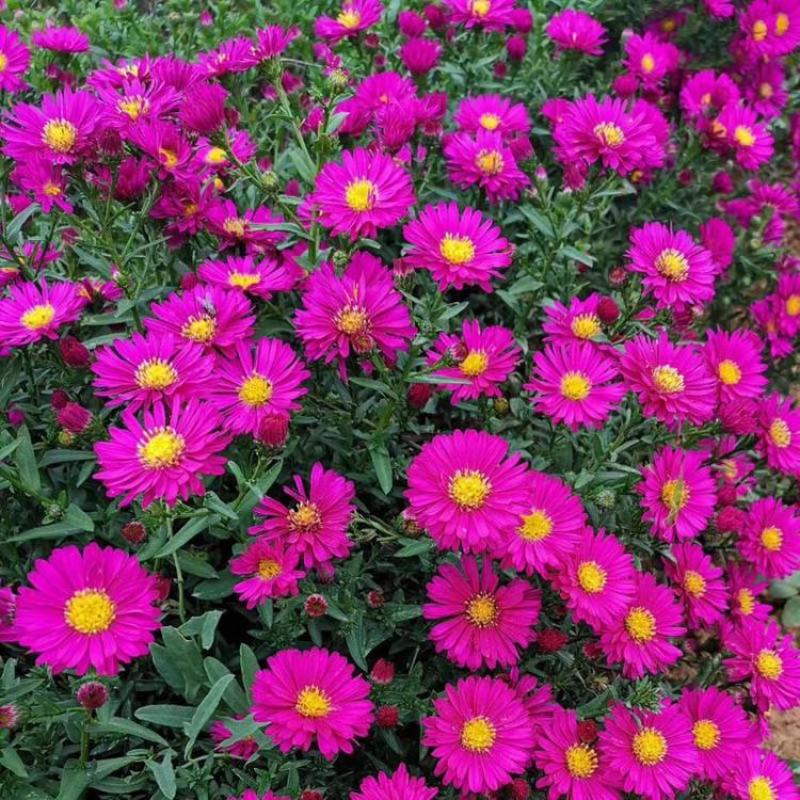 荷兰菊花种子春秋四季开花多年生耐寒花籽室内阳台盆栽花种孑