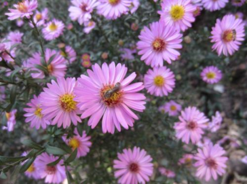荷兰菊花种子春秋四季开花多年生耐寒花籽室内阳台盆栽花种孑