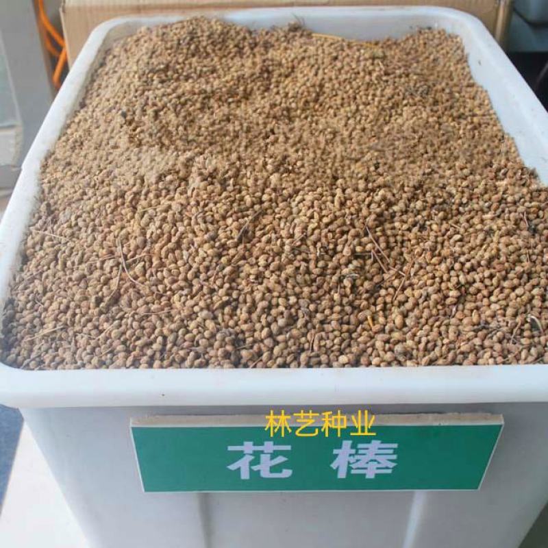 优质花棒种子花棒灌木种子细枝岩黄芪牛羊饲料牧草种子