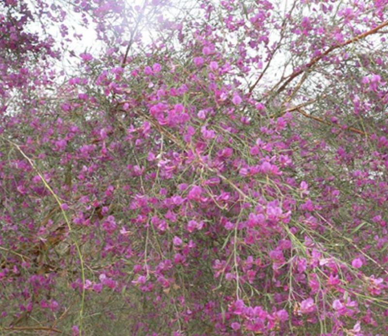 优质花棒种子花棒灌木种子细枝岩黄芪牛羊饲料牧草种子