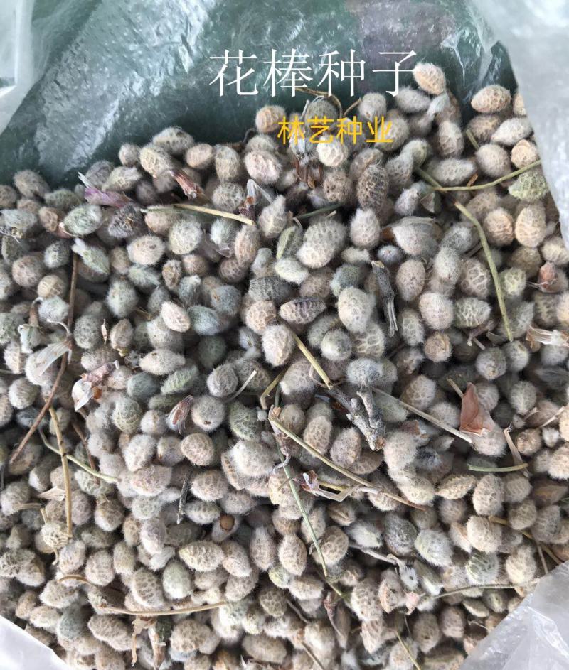 优质花棒种子花棒灌木种子细枝岩黄芪牛羊饲料牧草种子