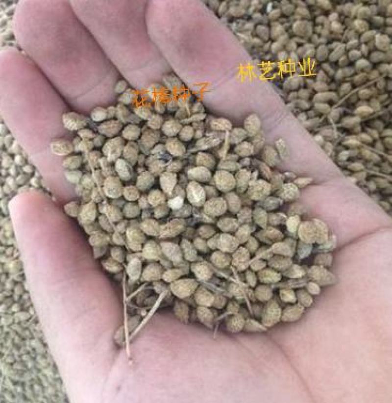优质花棒种子花棒灌木种子细枝岩黄芪牛羊饲料牧草种子