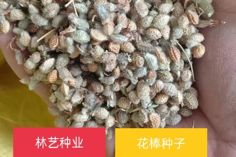 优质花棒种子花棒灌木种子细枝岩黄芪牛羊饲料牧草种子