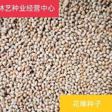 优质花棒种子花棒灌木种子细枝岩黄芪牛羊饲料牧草种子