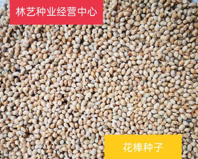 优质花棒种子花棒灌木种子细枝岩黄芪牛羊饲料牧草种子