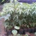 木棉树苗木棉花树苗庭院名贵观赏院子风景树大型绿化苗木