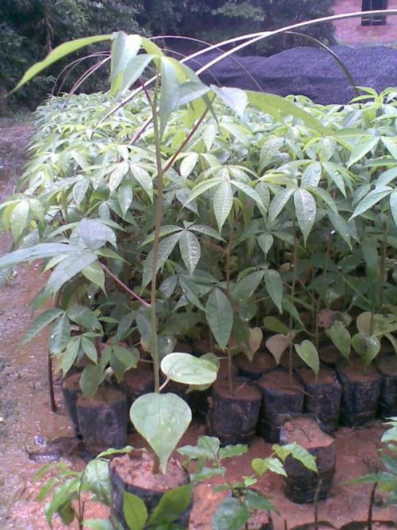 木棉树苗木棉花树苗庭院名贵观赏院子风景树大型绿化苗木