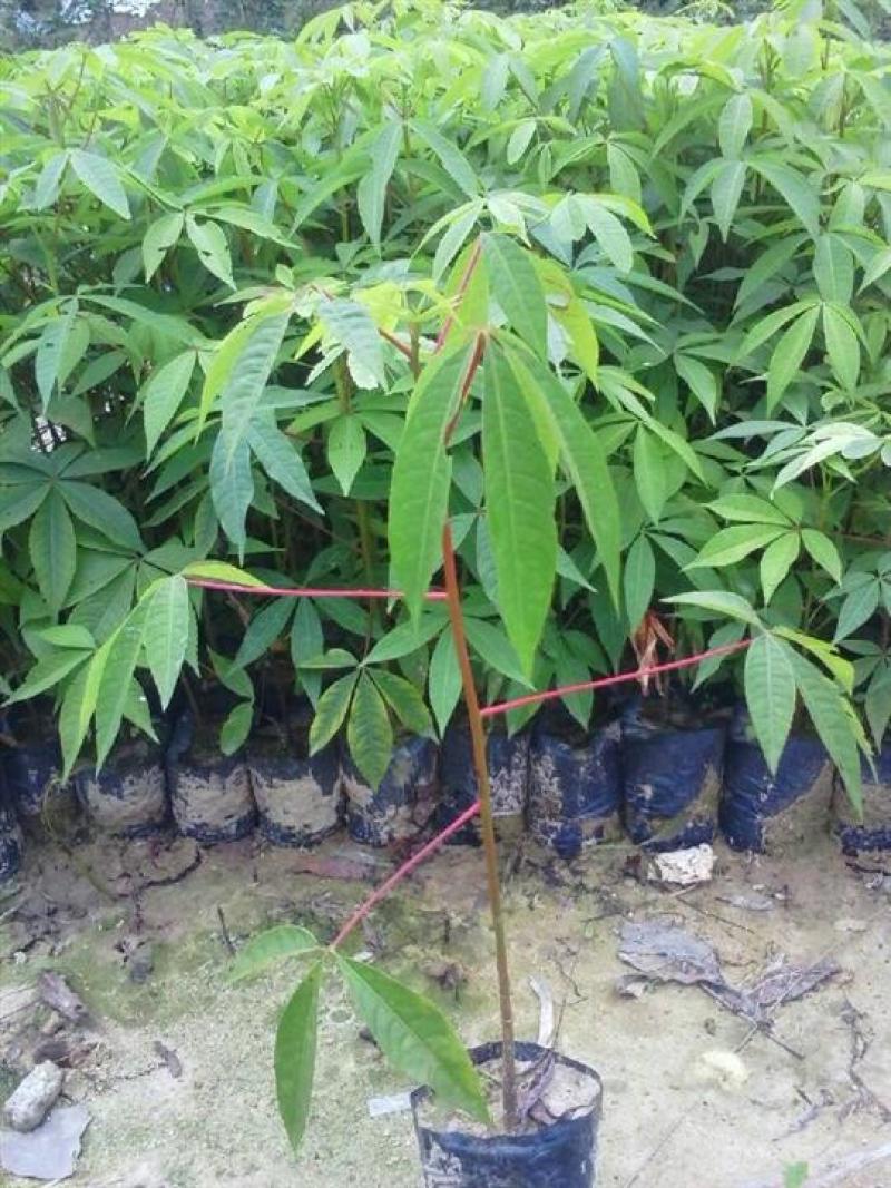 木棉树苗木棉花树苗庭院名贵观赏院子风景树大型绿化苗木