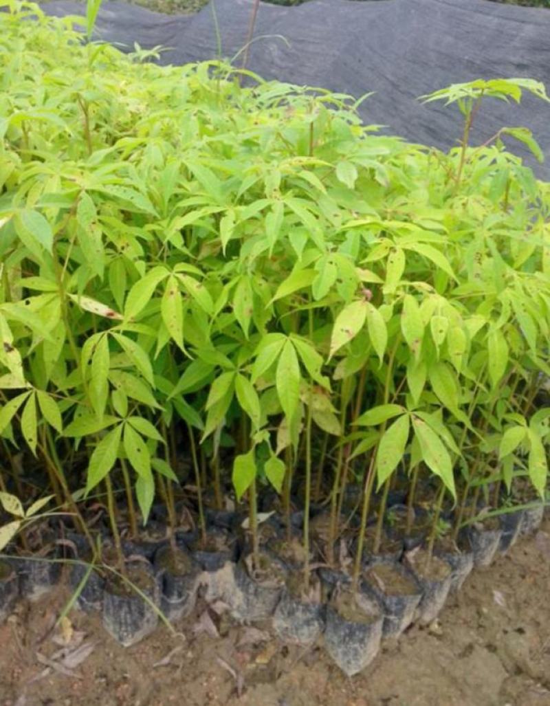 木棉树苗木棉花树苗庭院名贵观赏院子风景树大型绿化苗木