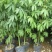 木棉树苗木棉花树苗庭院名贵观赏院子风景树大型绿化苗木