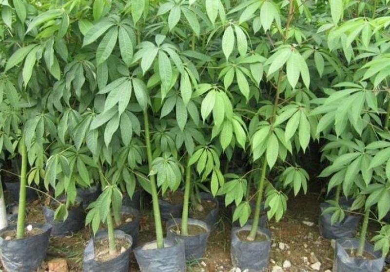 木棉树苗木棉花树苗庭院名贵观赏院子风景树大型绿化苗木