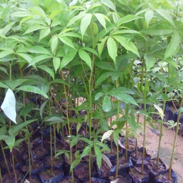 木棉树苗木棉花树苗庭院名贵观赏院子风景树大型绿化苗木