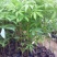 木棉树苗木棉花树苗庭院名贵观赏院子风景树大型绿化苗木