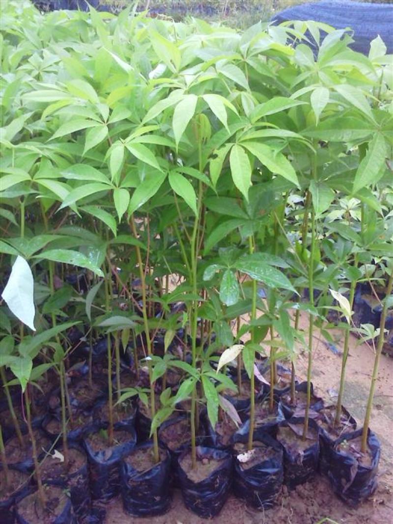 木棉树苗木棉花树苗庭院名贵观赏院子风景树大型绿化苗木
