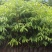 木棉树苗木棉花树苗庭院名贵观赏院子风景树大型绿化苗木