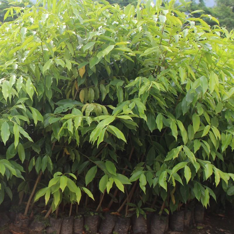 木棉树苗木棉花树苗庭院名贵观赏院子风景树大型绿化苗木