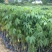 木棉树苗木棉花树苗庭院名贵观赏院子风景树大型绿化苗木