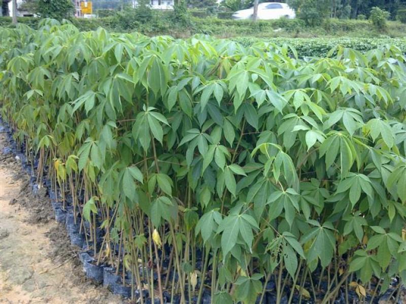 木棉树苗木棉花树苗庭院名贵观赏院子风景树大型绿化苗木