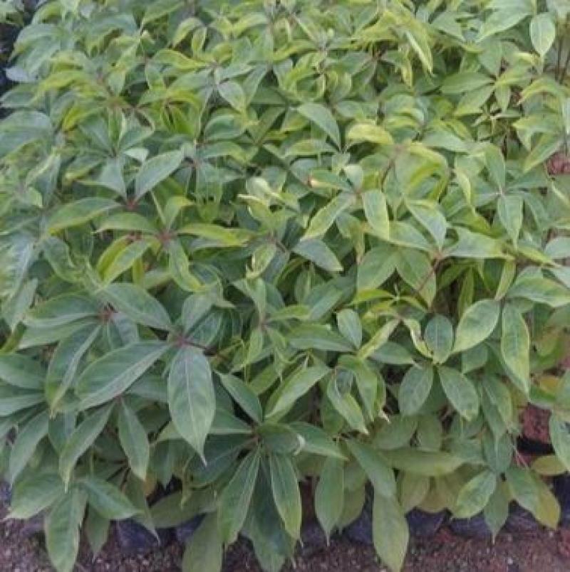 木棉树苗木棉花树苗庭院名贵观赏院子风景树大型绿化苗木