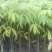 木棉树苗木棉花树苗庭院名贵观赏院子风景树大型绿化苗木