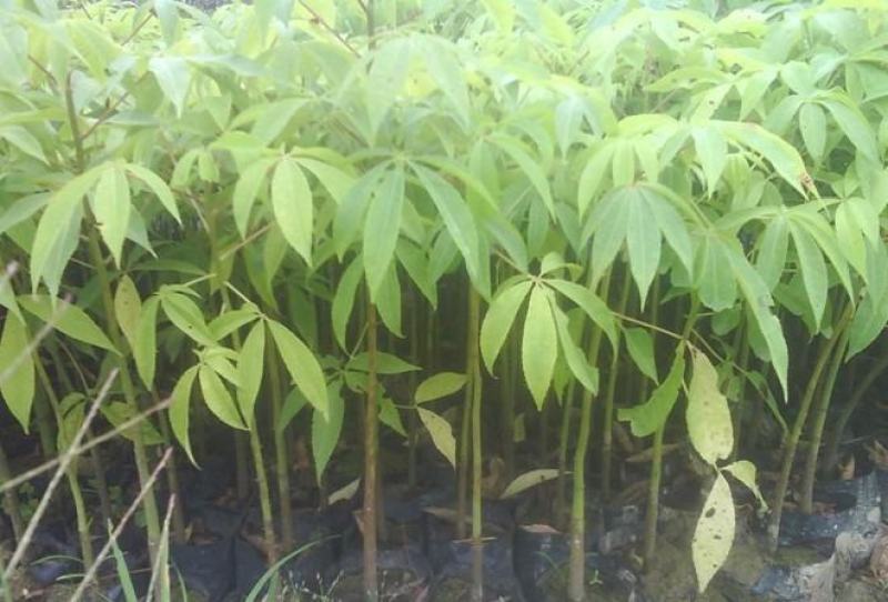 木棉树苗木棉花树苗庭院名贵观赏院子风景树大型绿化苗木