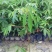 木棉树苗木棉花树苗庭院名贵观赏院子风景树大型绿化苗木