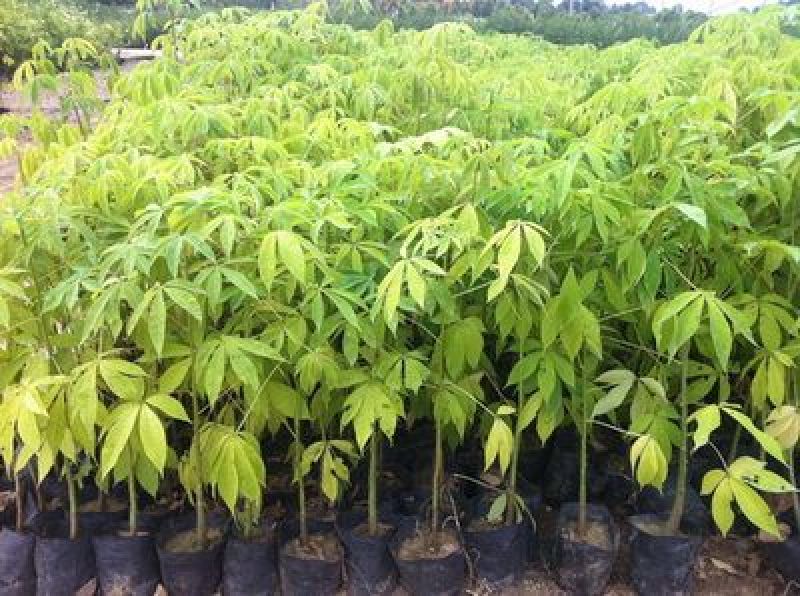 木棉树苗木棉花树苗庭院名贵观赏院子风景树大型绿化苗木