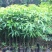 木棉树苗木棉花树苗庭院名贵观赏院子风景树大型绿化苗木