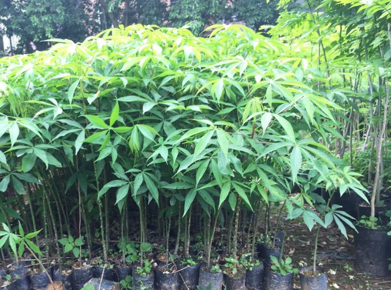 木棉树苗木棉花树苗庭院名贵观赏院子风景树大型绿化苗木