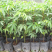 木棉树苗木棉花树苗庭院名贵观赏院子风景树大型绿化苗木